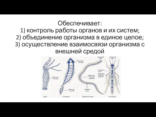 Обеспечивает: 1) контроль работы органов и их систем; 2) объединение организма