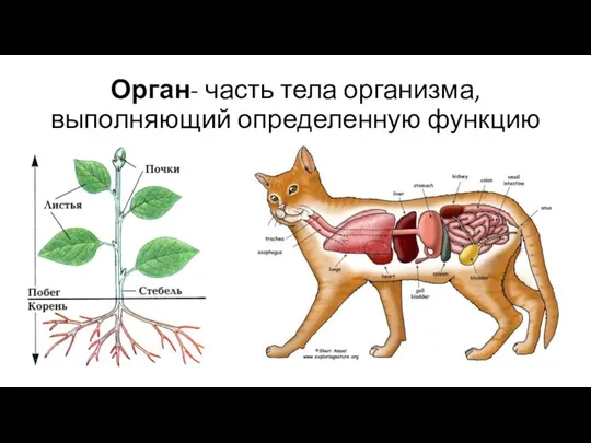 Орган- часть тела организма, выполняющий определенную функцию