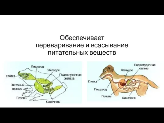 Обеспечивает переваривание и всасывание питательных веществ