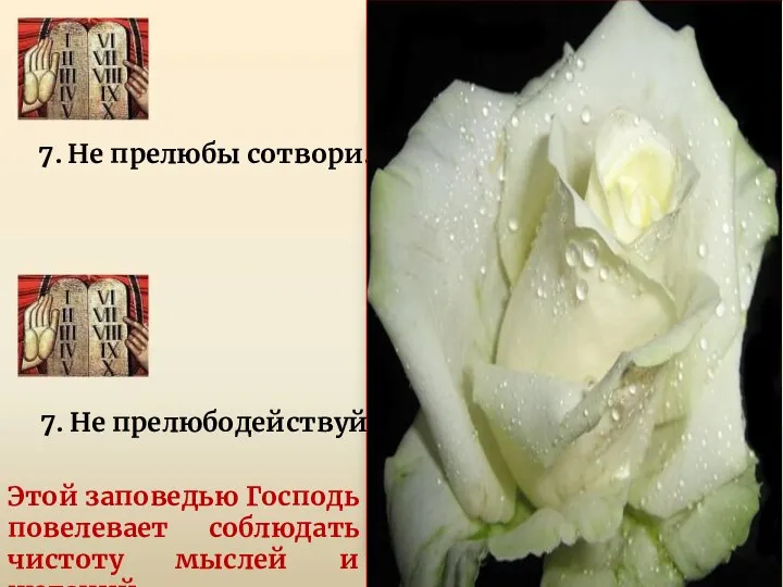 7. Не прелюбы сотвори. 7. Не прелюбодействуй. Этой заповедью Господь повелевает соблюдать чистоту мыслей и желаний.