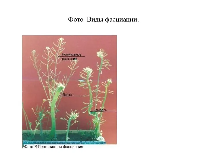 Фото Виды фасциации.