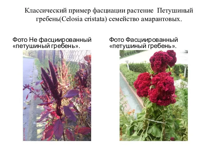 Классический пример фасциации растение Петушиный гребень(Celosia cristata) семейство амарантовых. Фото Не