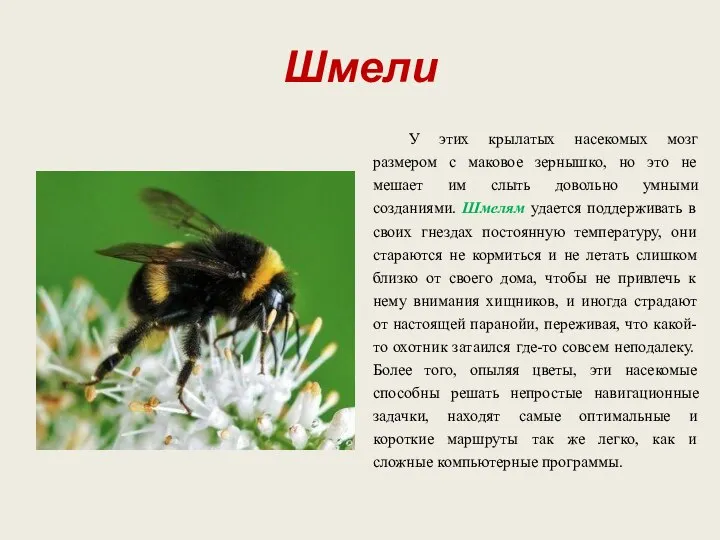 Шмели У этих крылатых насекомых мозг размером с маковое зернышко, но