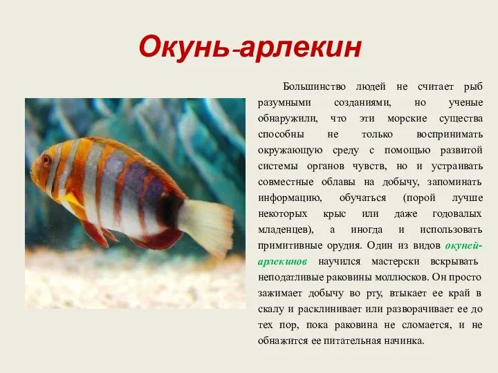 Окунь-арлекин Большинство людей не считает рыб разумными созданиями, но ученые обнаружили,