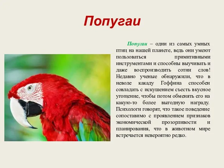 Попугаи Попугаи – одни из самых умных птиц на нашей планете,