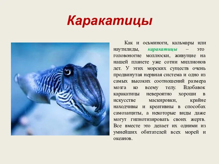 Каракатицы Как и осьминоги, кальмары или наутилиды, каракатицы – это головоногие