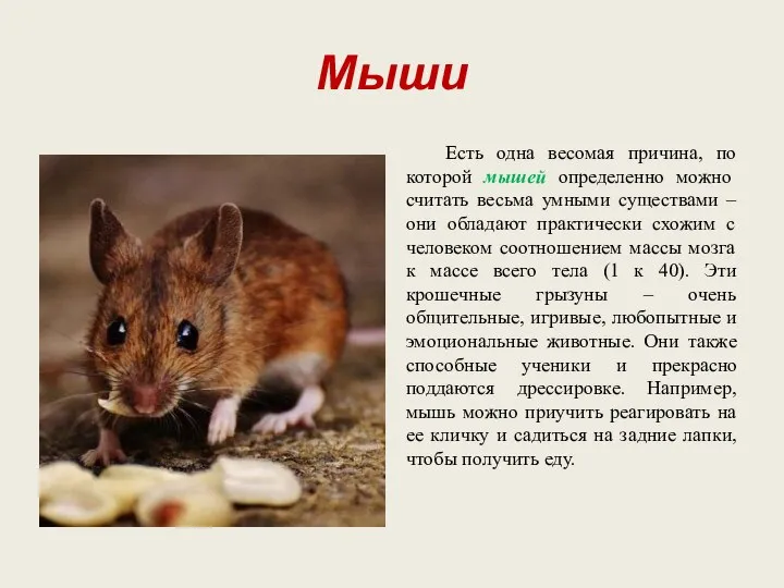 Мыши Есть одна весомая причина, по которой мышей определенно можно считать