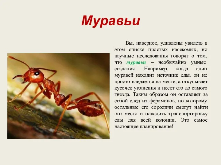 Муравьи Вы, наверное, удивлены увидеть в этом списке простых насекомых, но