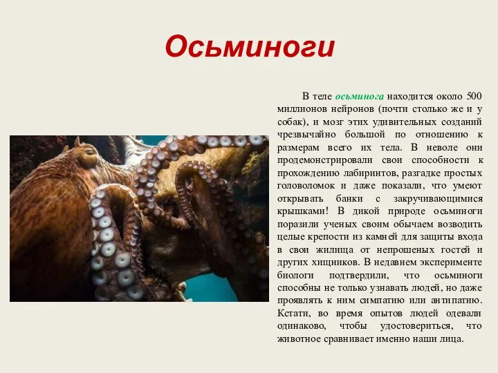 Осьминоги В теле осьминога находится около 500 миллионов нейронов (почти столько