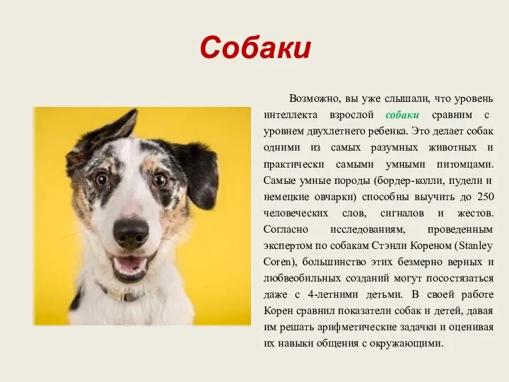 Собаки Возможно, вы уже слышали, что уровень интеллекта взрослой собаки сравним