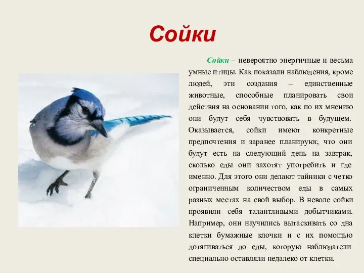 Сойки Сойки – невероятно энергичные и весьма умные птицы. Как показали