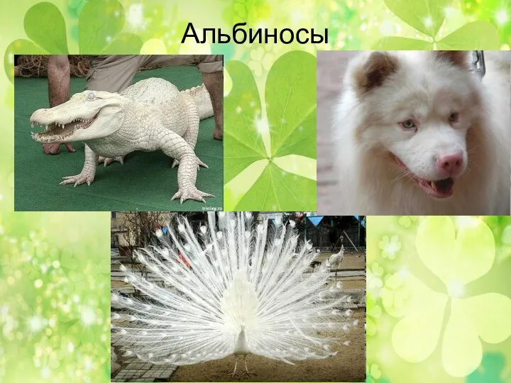 Альбиносы