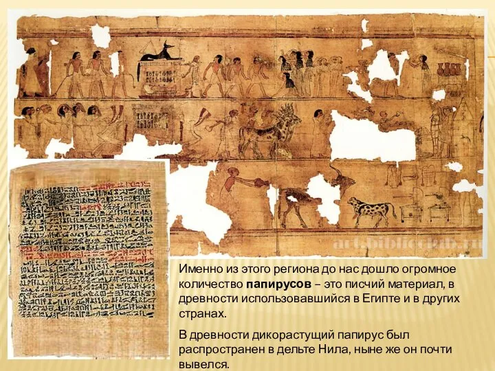 В древности дикорастущий папирус был распространен в дельте Нила, ныне же