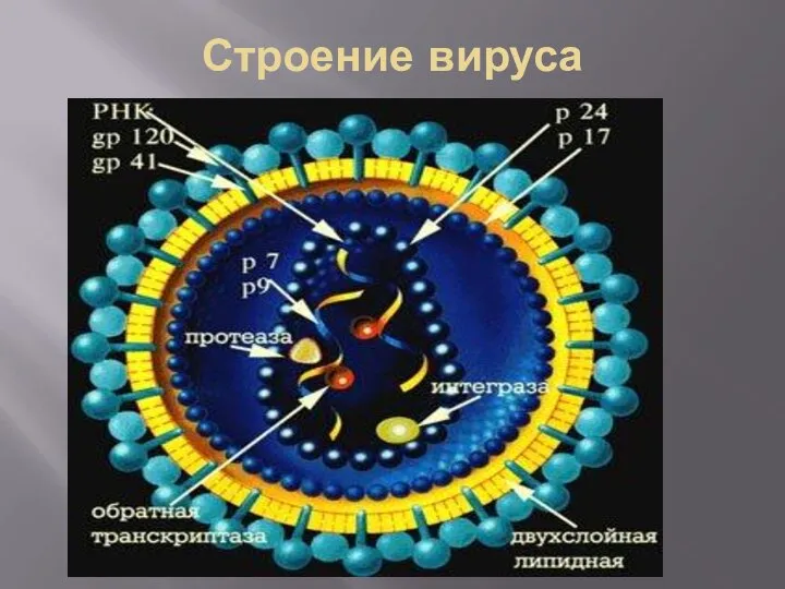 Строение вируса