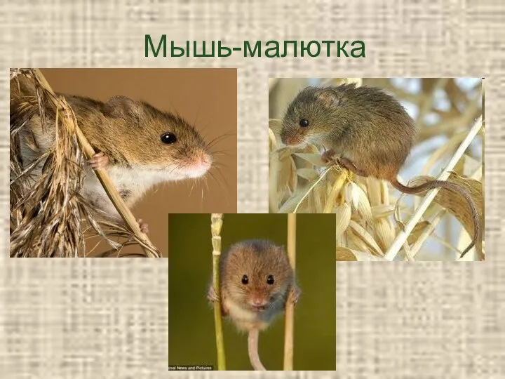 Мышь-малютка