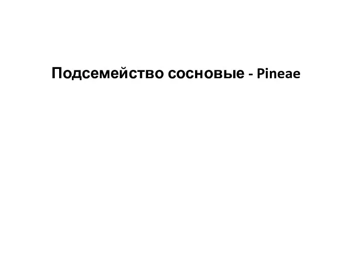 Подсемейство сосновые - Pineae