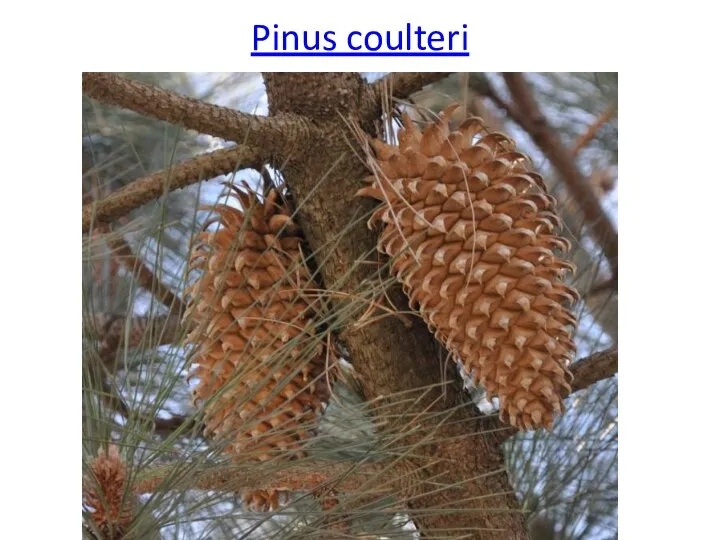 Pinus coulteri