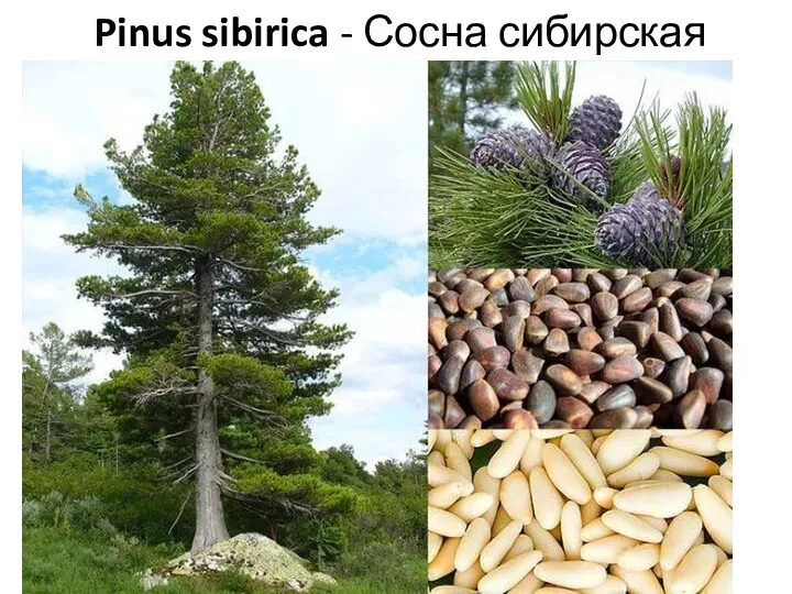 Pinus sibirica - Сосна сибирская