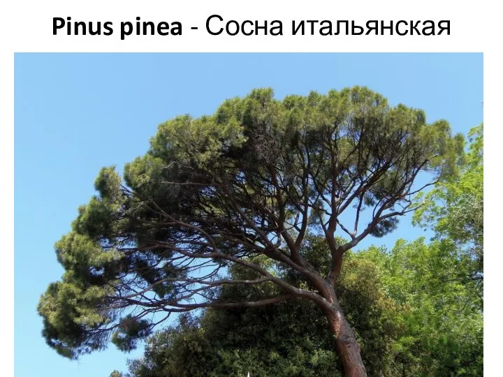 Pinus pinea - Сосна итальянская