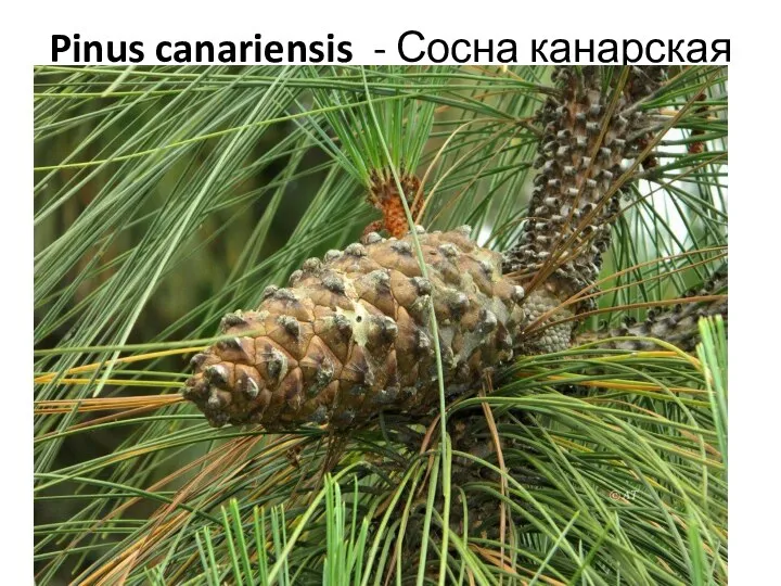 Pinus canariensis - Сосна канарская