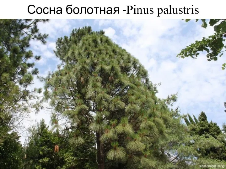 Сосна болотная -Pinus palustris