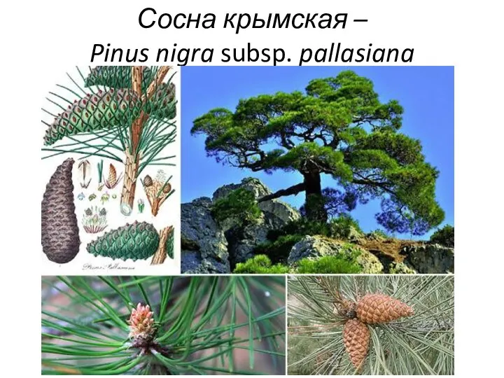 Сосна крымская – Pinus nigra subsp. pallasiana