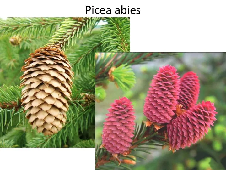 Picea abies