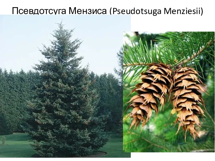 Псевдотсуга Мензиса (Pseudotsuga Menziesii)