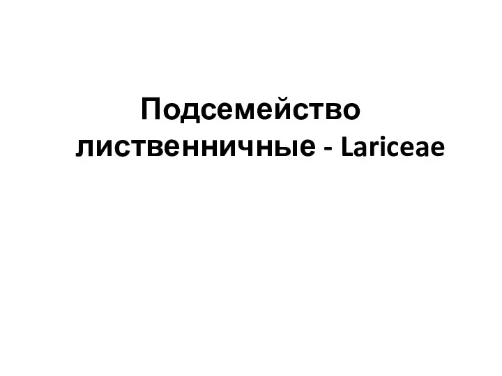 Подсемейство лиственничные - Lariceae