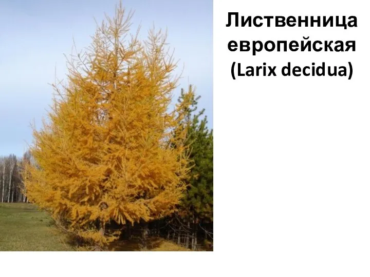 Лиственница европейская (Larix decidua)