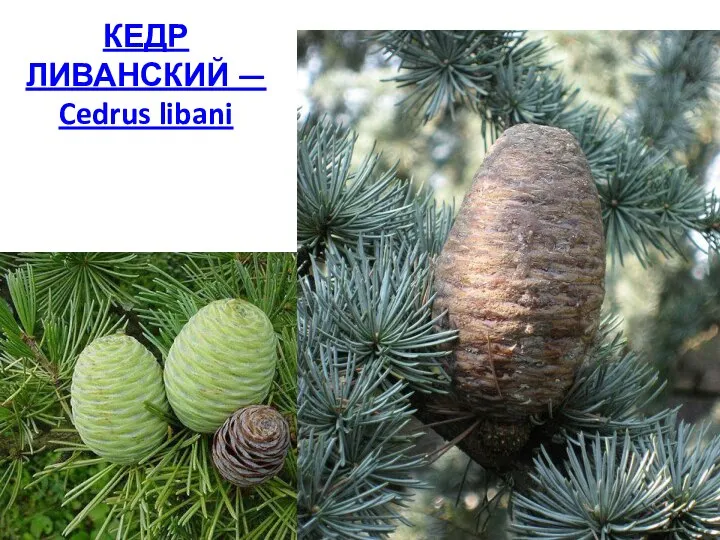 КЕДР ЛИВАНСКИЙ — Cedrus libani