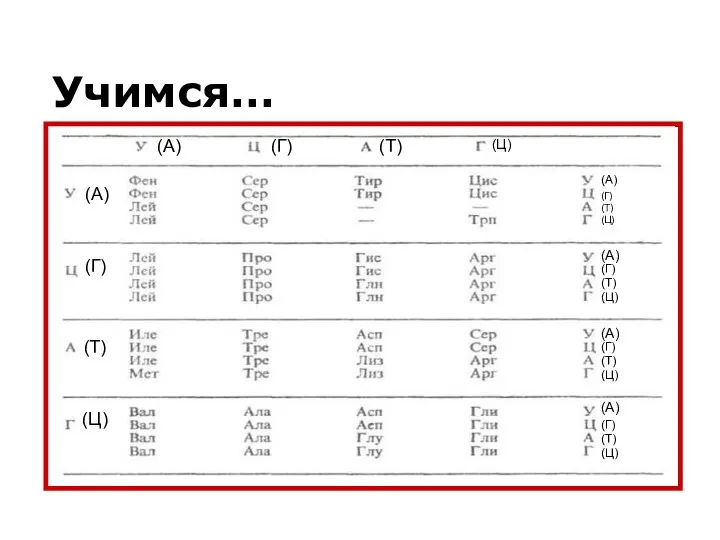 Учимся… (А) (Г) (Т) (Ц) (А) (А) (А) (А) (А) (Г)