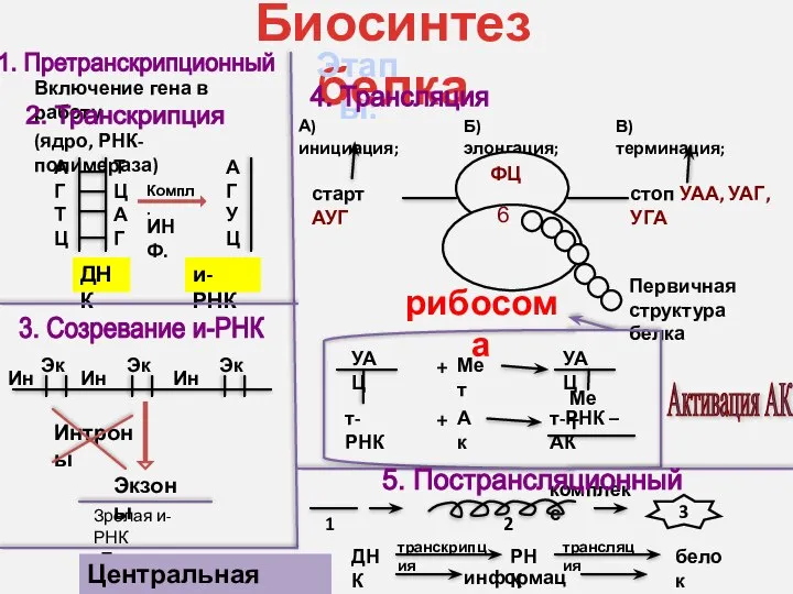 Биосинтез белка Включение гена в работу (ядро, РНК-полимераза) А Г Т