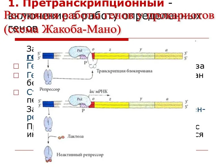 1. Претранскрипционный - включение в работу определенных генов За синтез белков