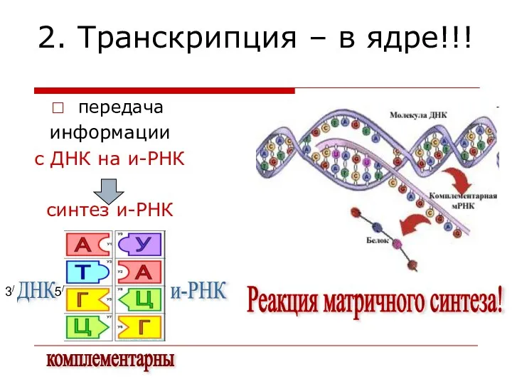 2. Транскрипция – в ядре!!! передача информации с ДНК на и-РНК