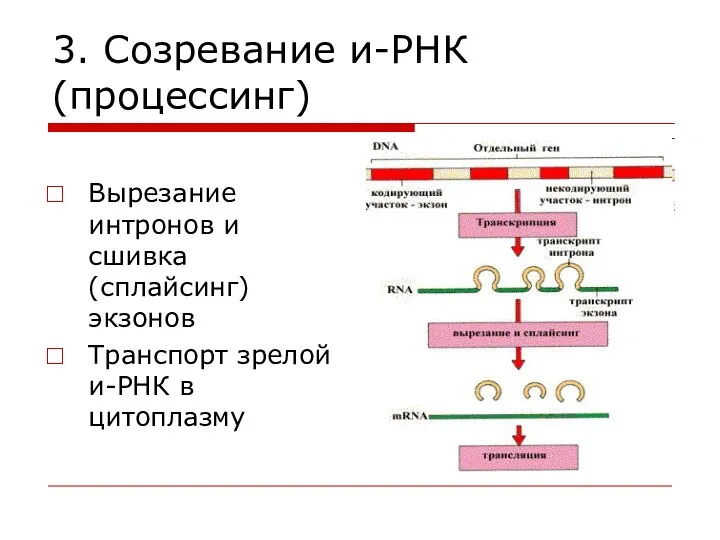 3. Созревание и-РНК (процессинг) Вырезание интронов и сшивка (сплайсинг)экзонов Транспорт зрелой и-РНК в цитоплазму