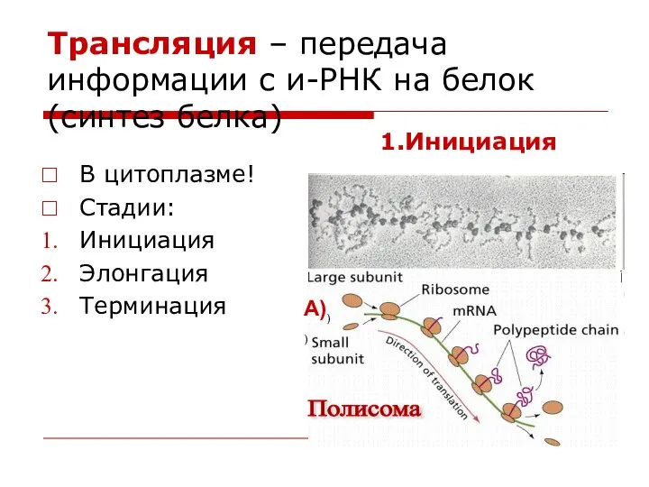 Трансляция – передача информации с и-РНК на белок (синтез белка) В