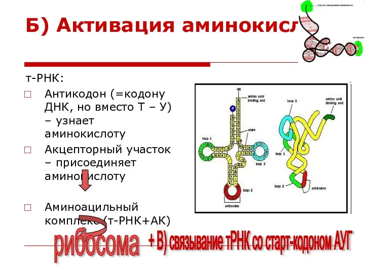 Б) Активация аминокислот т-РНК: Антикодон (=кодону ДНК, но вместо Т –