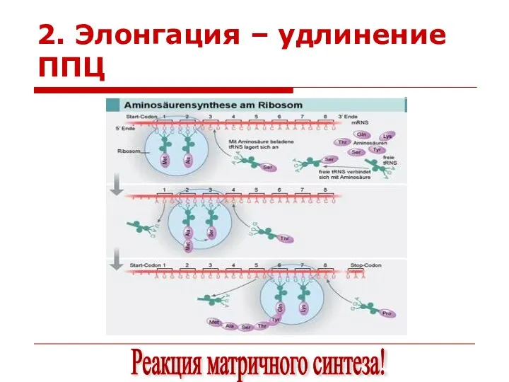 2. Элонгация – удлинение ППЦ Реакция матричного синтеза!