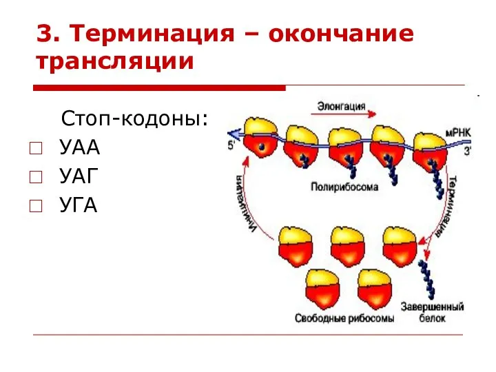 3. Терминация – окончание трансляции Стоп-кодоны: УАА УАГ УГА