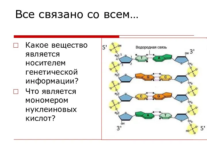 Все связано со всем… Какое вещество является носителем генетической информации? Что является мономером нуклеиновых кислот?