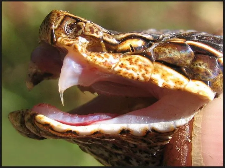 Встреча со змеёй Самая распространенная змея на территории России – гадюка
