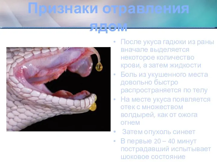 Признаки отравления ядом После укуса гадюки из раны вначале выделяется некоторое