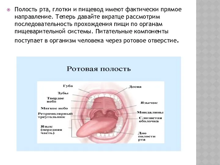 Полость рта, глотки и пищевод имеют фактически прямое направление. Теперь давайте