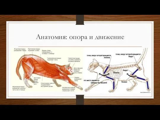 Анатомия: опора и движение