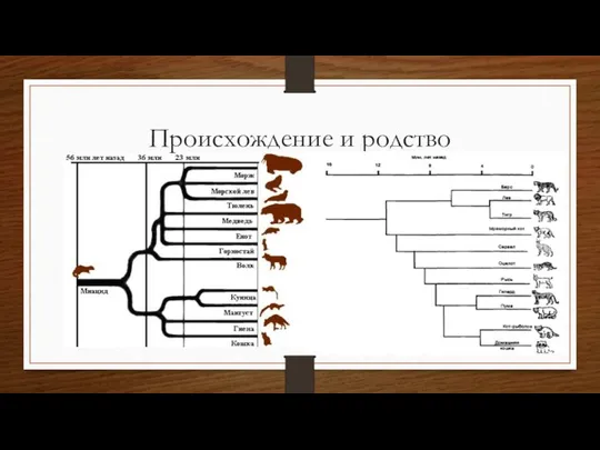 Происхождение и родство