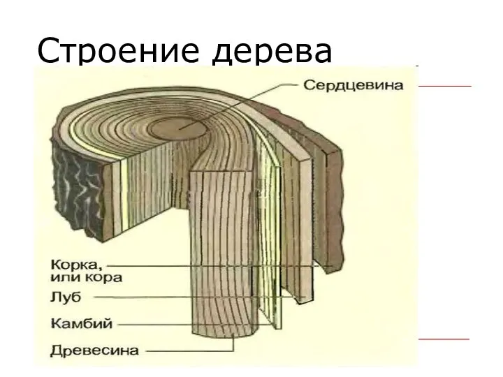 Строение дерева