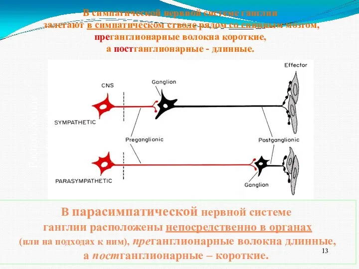 В симпатической нервной системе ганглии залегают в симпатическом стволе рядом со