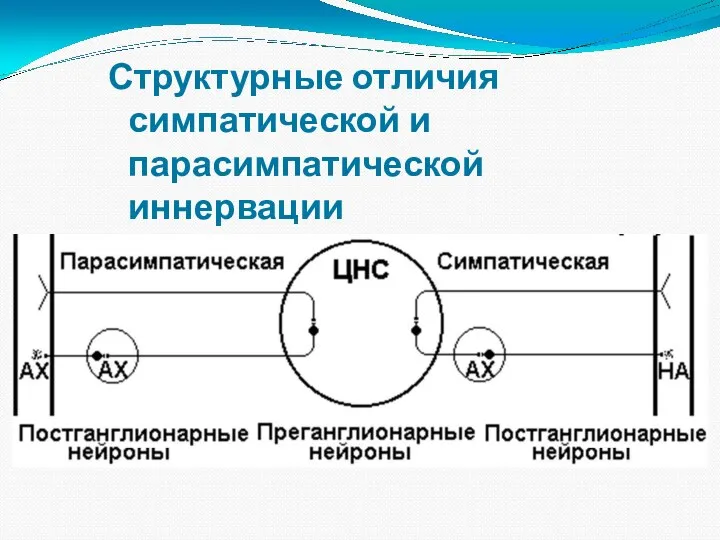 Структурные отличия симпатической и парасимпатической иннервации