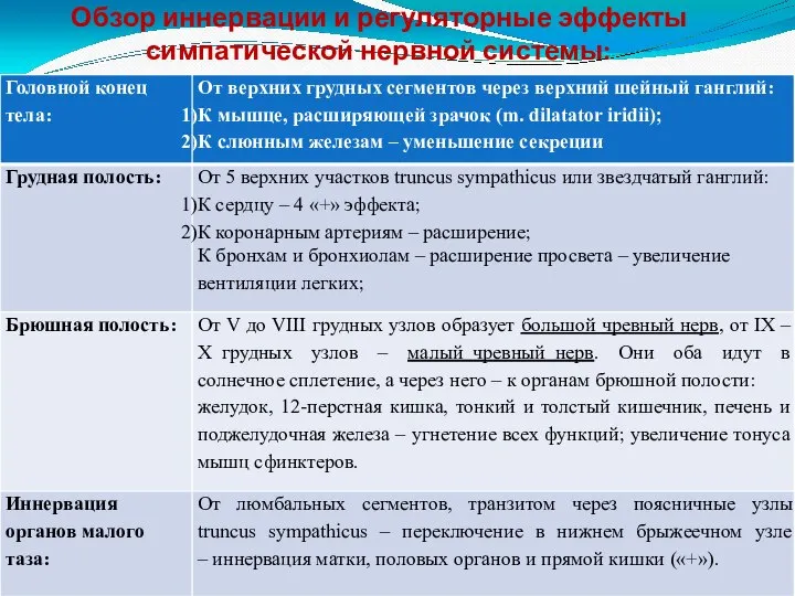 Обзор иннервации и регуляторные эффекты симпатической нервной системы: